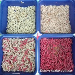 Опарыш живой пинк и крупный, крашенный самовывоз (9996728)