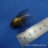 Воблер MEGABASS TINY SIGLETT цвет HARU ZEMI 2.7гр 30мм Floating(28436)