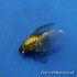 Воблер MEGABASS TINY SIGLETT цвет HARU ZEMI 2.7гр 30мм Floating(28436)