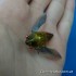 Воблер MEGABASS TINY SIGLETT цвет HARU ZEMI 2.7гр 30мм Floating(28436)