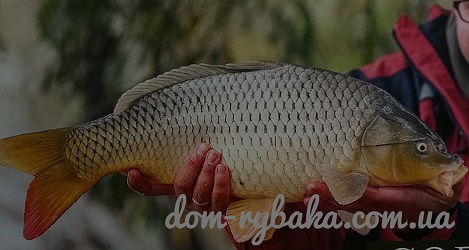 Снасти для ловли карпа